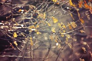 autumn branches of a tree dressed in leaves and raindrops shining in the sun photo
