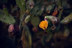 orange prickly pear flower on a cactus in a garden on a dark green background photo