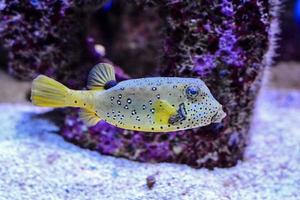 Fishes in the aquarium photo