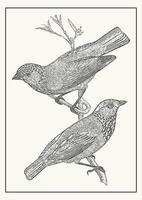 Pair of the tanager birds on the branch monochrome postcard. Vintage fauna art. Hand drawn illustration converted to vector. Sketch for decoration vector