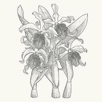 exótico cattleya flor ramo de flores monocromo tarjeta postal. botánico dibujo en grabado estilo. saludo tarjeta y invitación diseño de el boda, cumpleaños vector