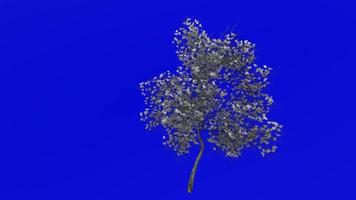 Tree Animation - magnolia denudata - lilytree - yulan magnolia - green screen chroma key - white - big - 3a video