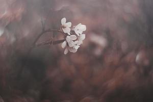 little delicate autumn flowers in the garden on a background with bokeh photo