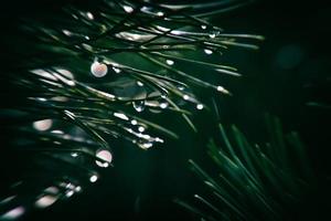 pine branch with drops of autumn rain in the autumn sun photo