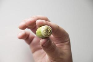 autumn green acorn held by a boy's hand on a white background, photo