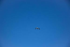 free wild black and white stork in flight against the background of the springtime cloudless blue sky photo