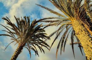 Tropical palm trees photo