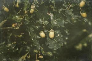 green autumn acorns on the branch of an oak among the leaves photo