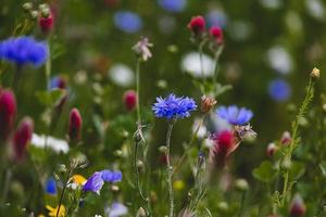 wildflowers in a meadow close-up in europe on a warm summer day photo