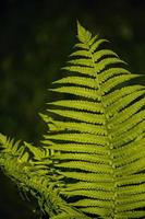 delicado verde rama de helechos en contra un oscuro primavera bosque fondo, foto