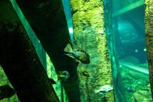 pequeño pescado animal nadando en el acuario de el zoo de zaragoza en España en un oscuro antecedentes foto