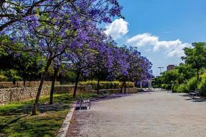 beautiful alley in a park with a flowering tree of purple color in Alicante Spain on a spring day photo