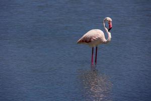 pájaro blanco-rosa flamenco en un salado azul lago en calpe España foto