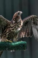 Beautiful falcon close up photo