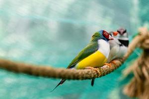 hermosos pájaros guldova amadina erythrura gouldiae sentado en una rama foto