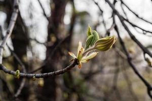 Macro of spring leaf of chestnut photo