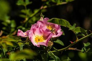 Beautiful rose branches pink photo