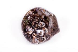 Macro mineral agate fossil fossilized with fossilized turtles on white background photo