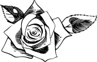 Single rose flower with leaves sketch style doodle black lineart on white background vector