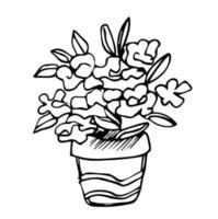 Flowers in pots painted black line on a white background. Vector drawing lines