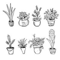 House plant in pot, line doodle set. Exotic linear houseplants flowerpot for interior. Botanical house indoor blooming plants. Isolated vector