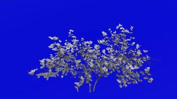 albero animazione - magnolia denudata - giglio - yulan magnolia - verde schermo croma chiave - bianca - xsmall - 2c video