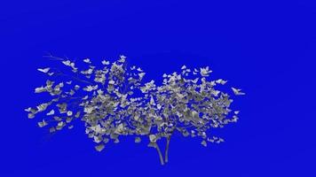 boom animatie - magnolia denudata - lelieboom - yulan magnolia - groen scherm chroma sleutel - wit - xklein - 2a video