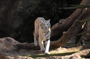 tigre blanco en el zoológico foto