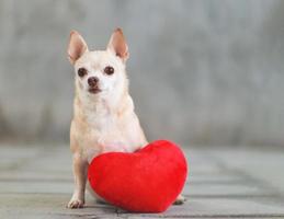 Perros chihuahua de pelo corto marrón sentados con una almohada en forma de corazón rojo en el piso de baldosas borrosas y el concepto de día de San Valentín en la pared de cemento. foto