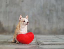 Perros chihuahua de pelo corto marrón sentados con una almohada en forma de corazón rojo en el piso de baldosas borrosas y el concepto de día de San Valentín en la pared de cemento. foto