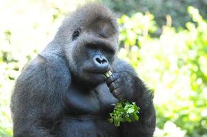 Gorilla in the zoo photo