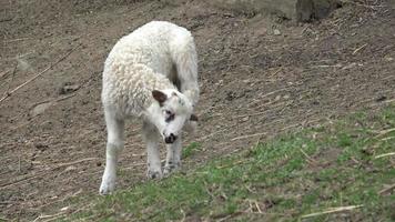 agnello è pascolo su il erba video