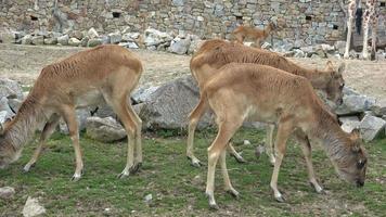Antilope lechwe kobus megaceros is grazing on the grass video