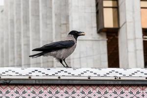 The crow in its beak holds a nut photo