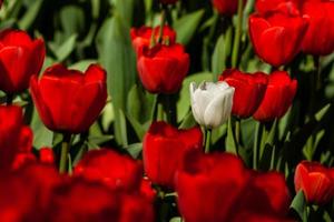 Spring field of colorful tulips photo
