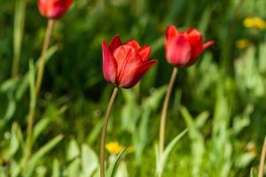 Macro of red tulips on a background of green grass photo