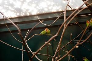 Couple in love close friends parrots sit on a close-up branch photo