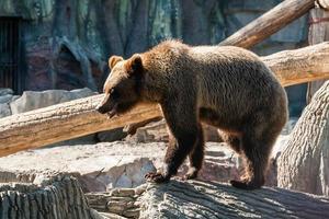 Brown bear walks on a log close-up photo