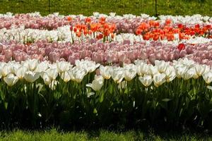 Spring field of colorful tulips photo