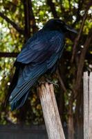 Big Black Raven sitting on a close-up branch photo