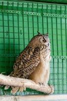 The owl sits on a branch photo