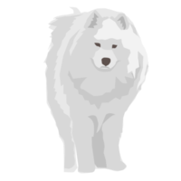 Samoyedo perro y perrito linda mascota png