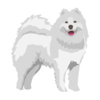 Samoyedo perro y perrito linda mascota png