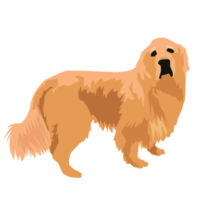 dourado retriever fofa cachorro e cachorro png