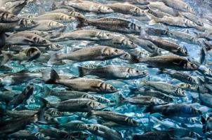 Fishes in the water photo