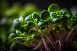 crudo sano comida brote microgreens generativo ai foto