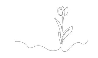 Tulip one line sketch. Hand drawn flower continuous. Spring flower with leaves. Botanical decorative drawing element. Vector illustartion