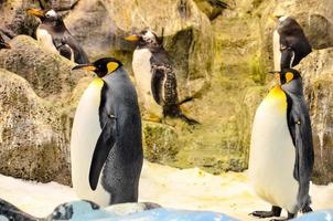 pingüino en el zoo foto