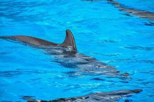 Dolphins in the zoo photo