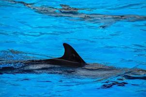 delfines en el zoologico foto